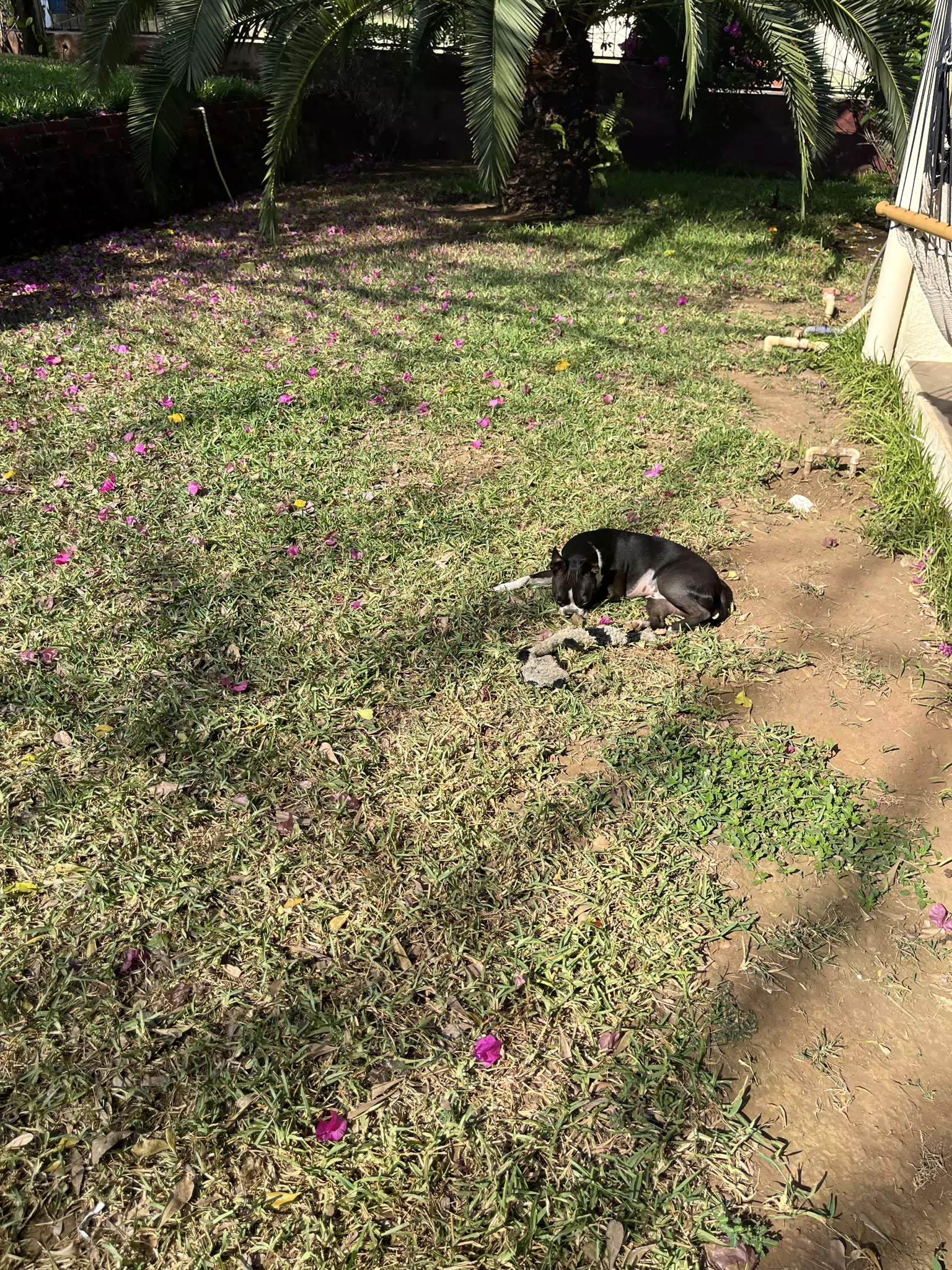 Clive Sleeping in the Yard