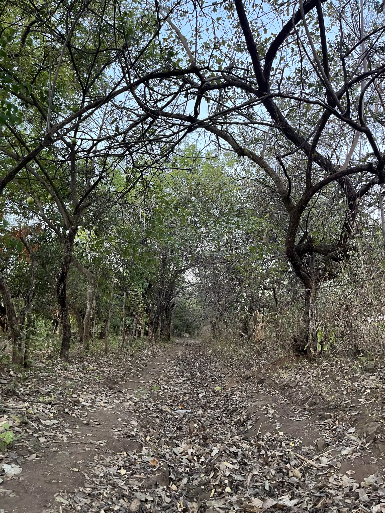 The Main Road Through Carlos Canales