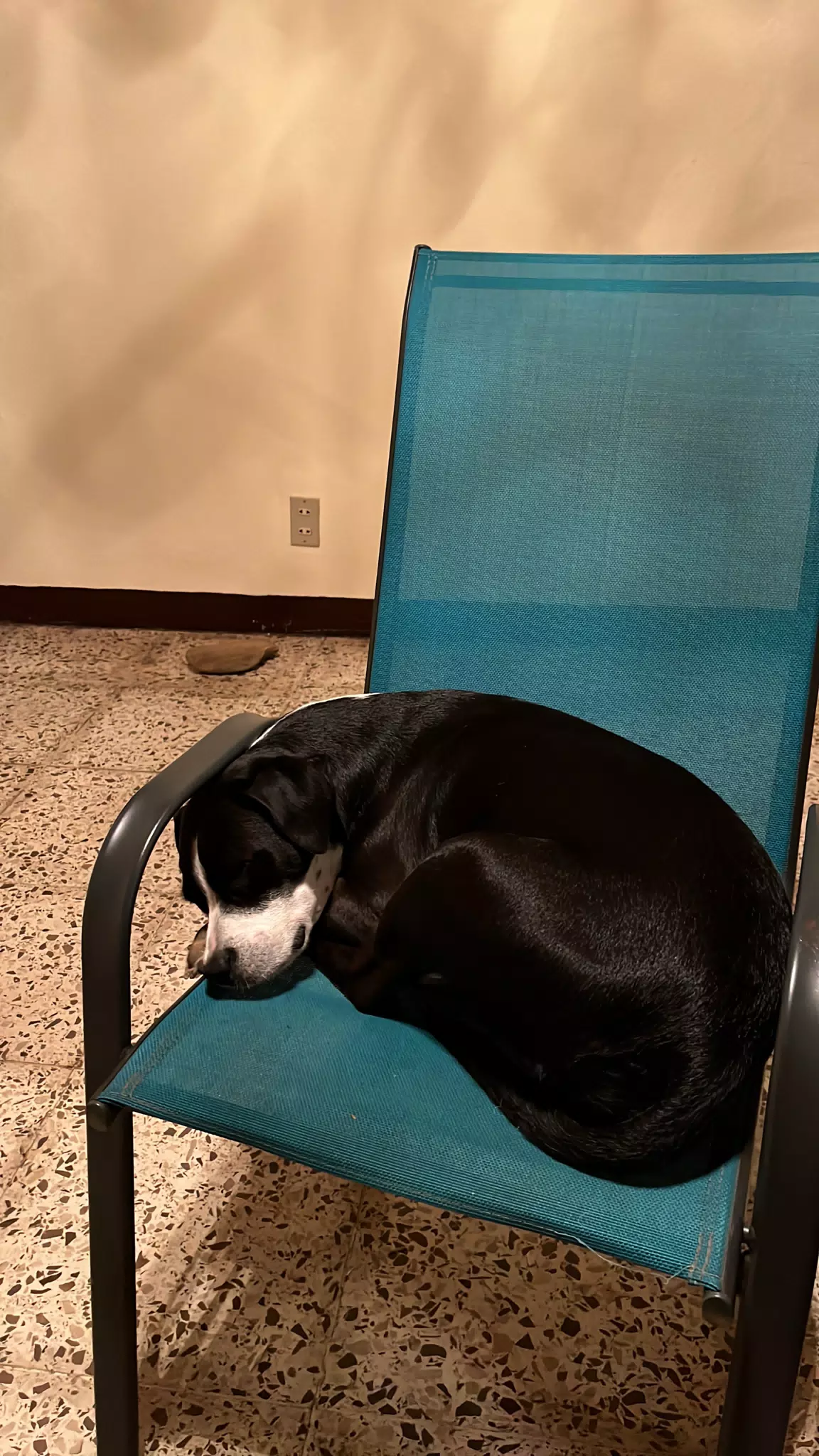 Mia Sleeping in My Office