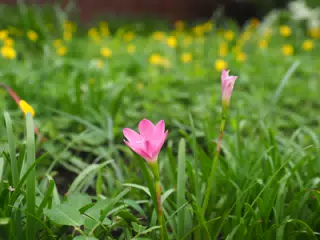 Flowers in Garden in Sutiava, Leon, Nicaragua