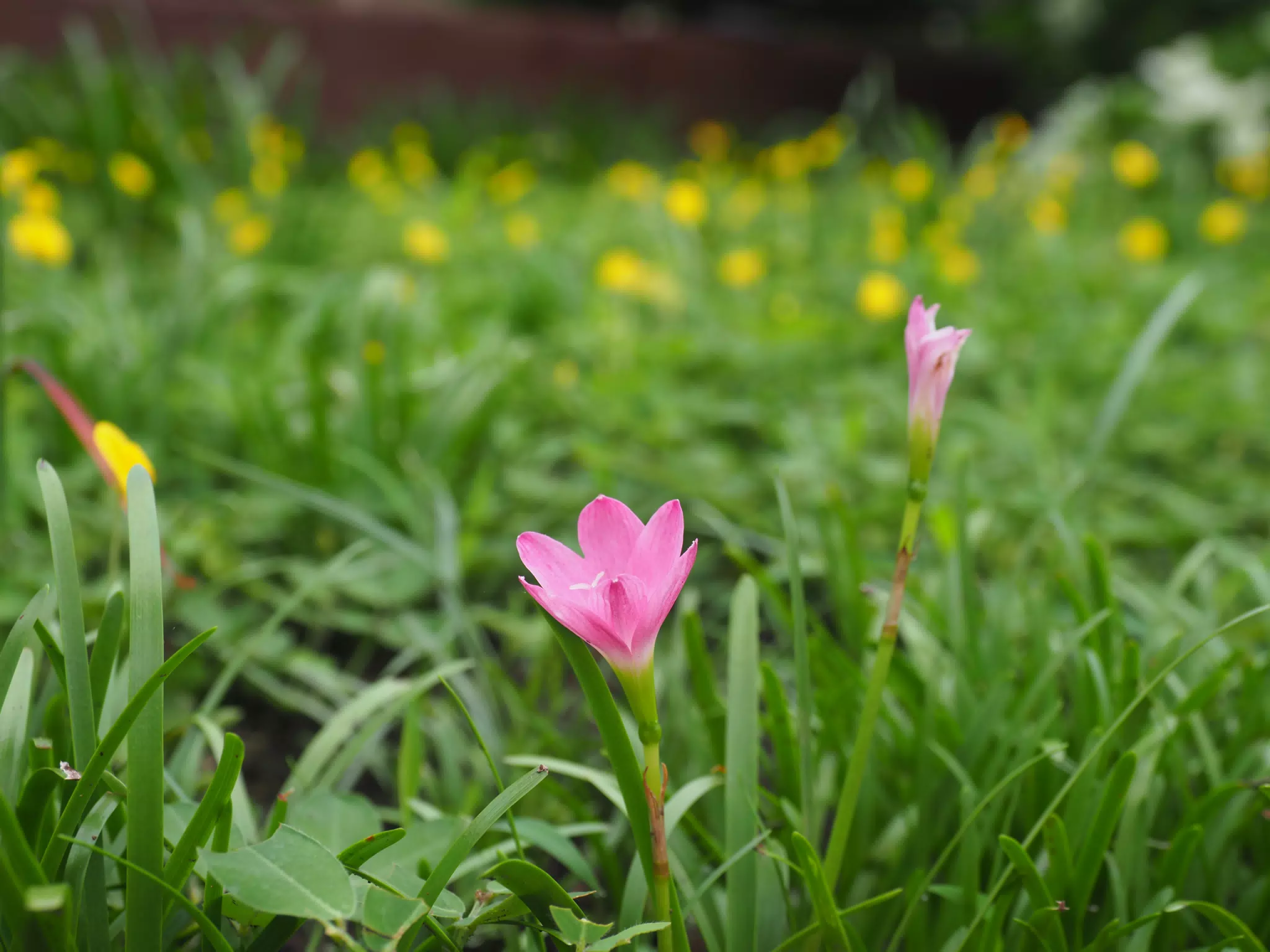 Flowers in Garden in Sutiava, Leon, Nicaragua