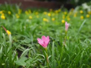 Flowers in Garden in Sutiava, Leon, Nicaragua