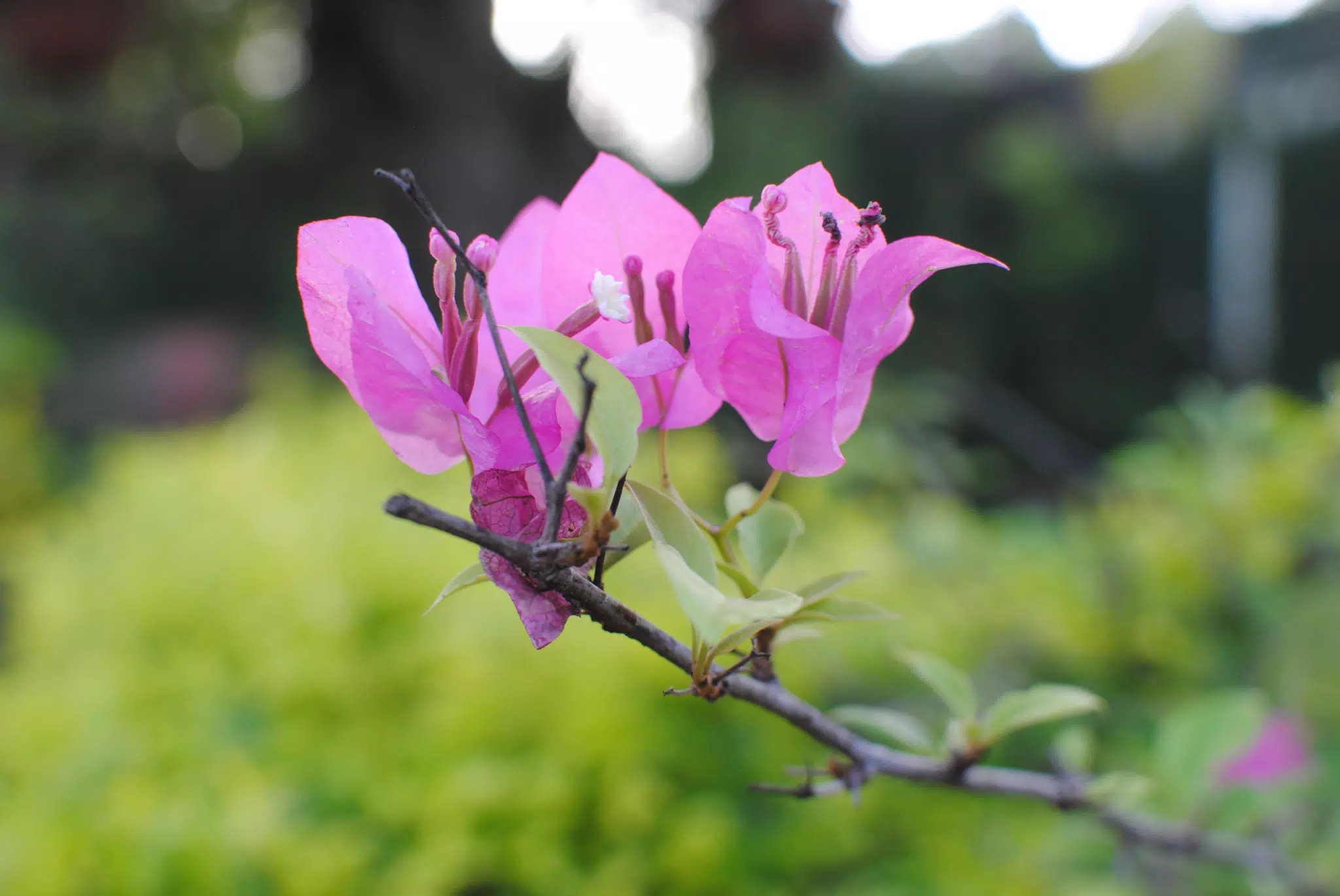 Paper-like Flowers in Garden in Sutiava
