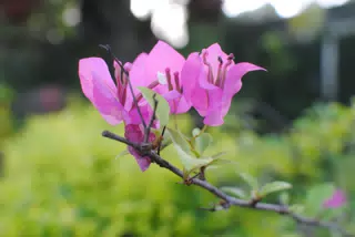 Paper-like Flowers in Garden in Sutiava