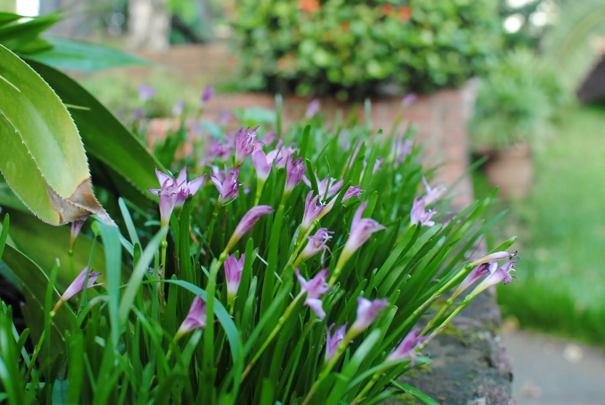 Purple Flowers in Garden in Sutiava Nicaragua
