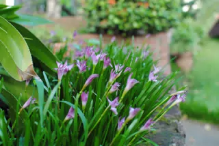 Purple Flowers in Garden in Sutiava Nicaragua