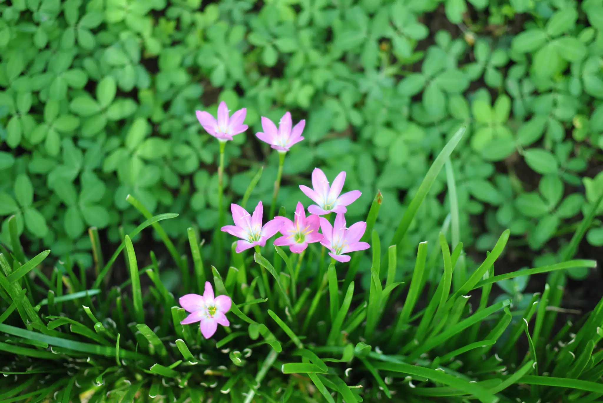 Sutiava Garden Flowers, Nicaragua