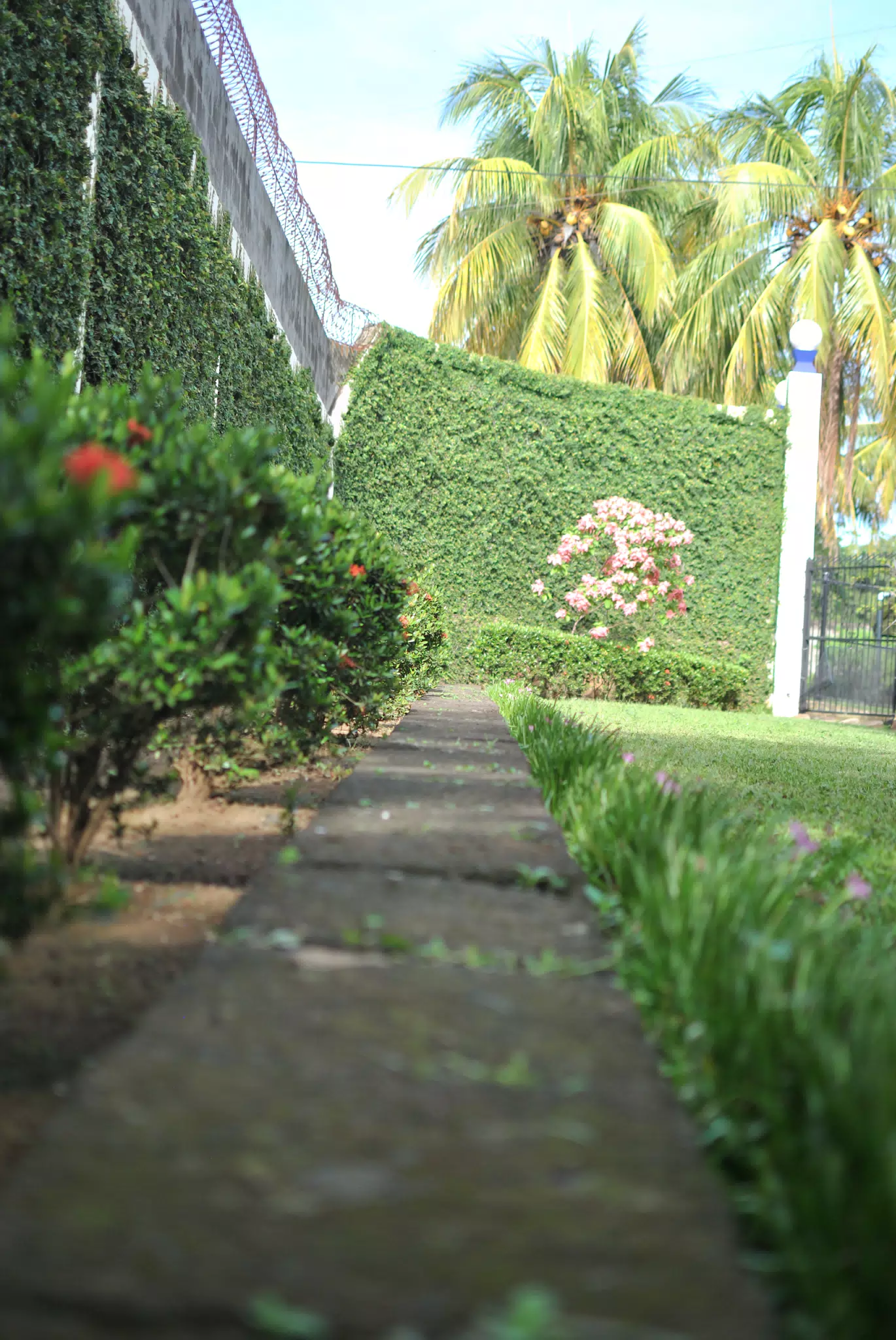 Sutiava Garden Flowers, Nicaragua