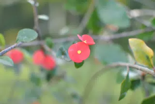 Sutiava Garden Flowers, Nicaragua