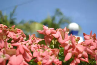Sutiava Garden Flowers, Nicaragua