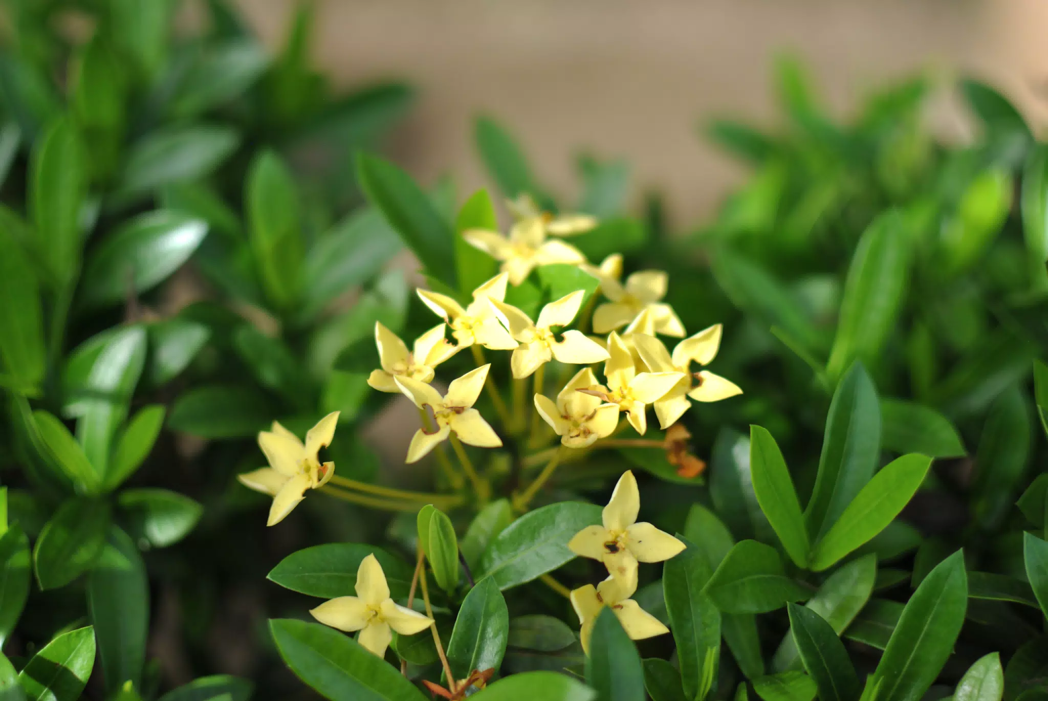 Sutiava Garden Flowers, Nicaragua