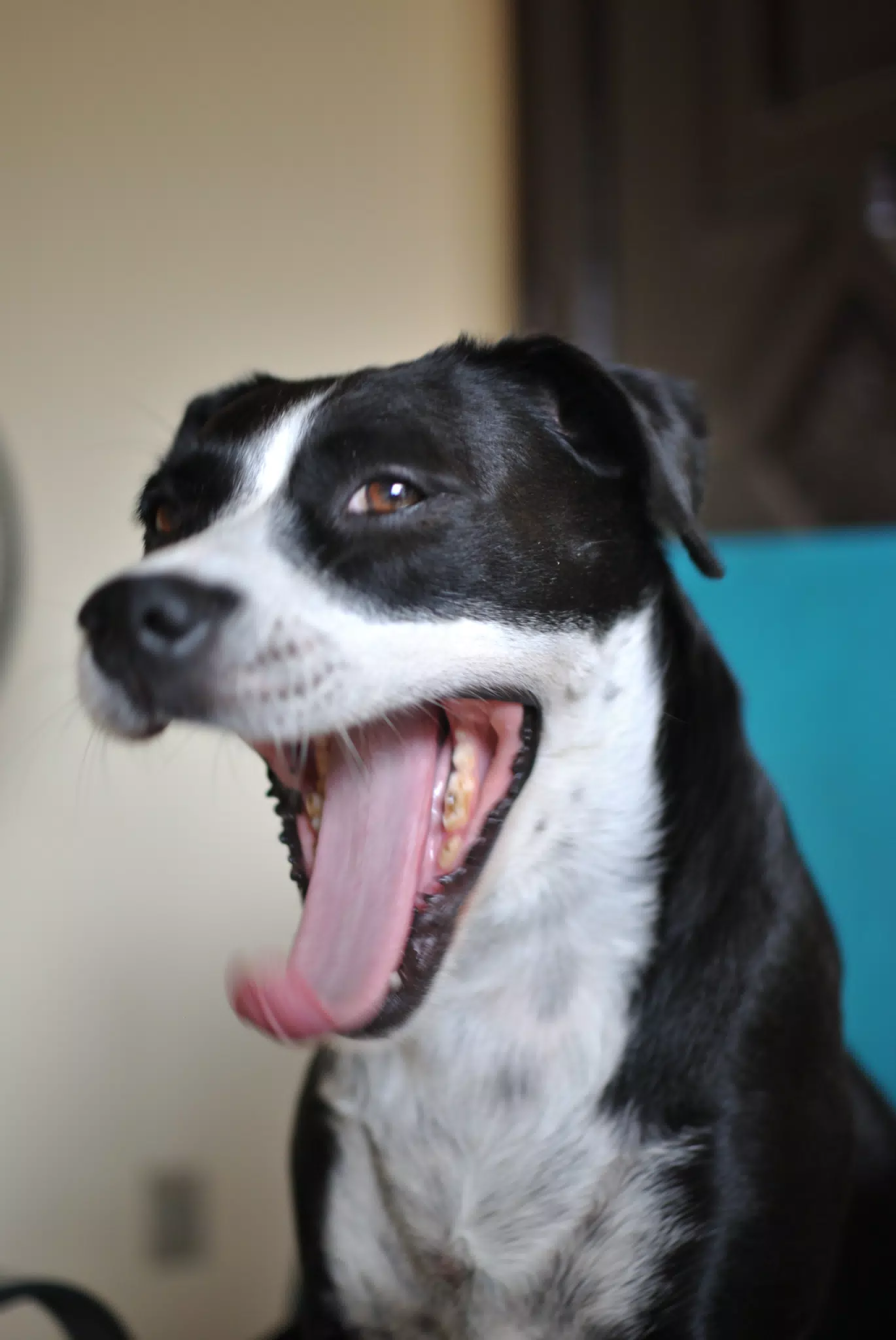 Mia Yawning