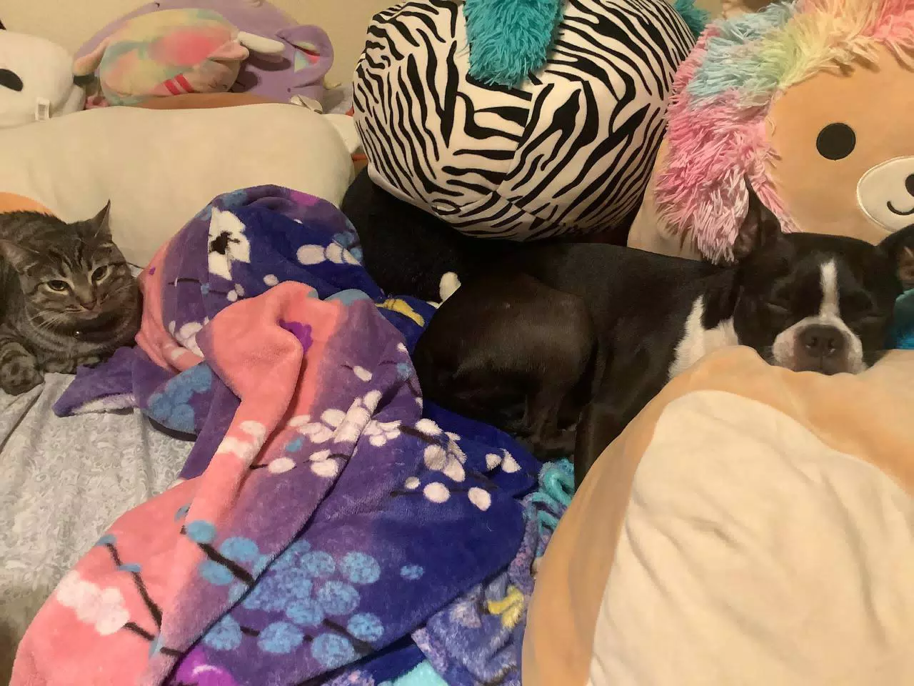 Clive & Minerva Napping Together
