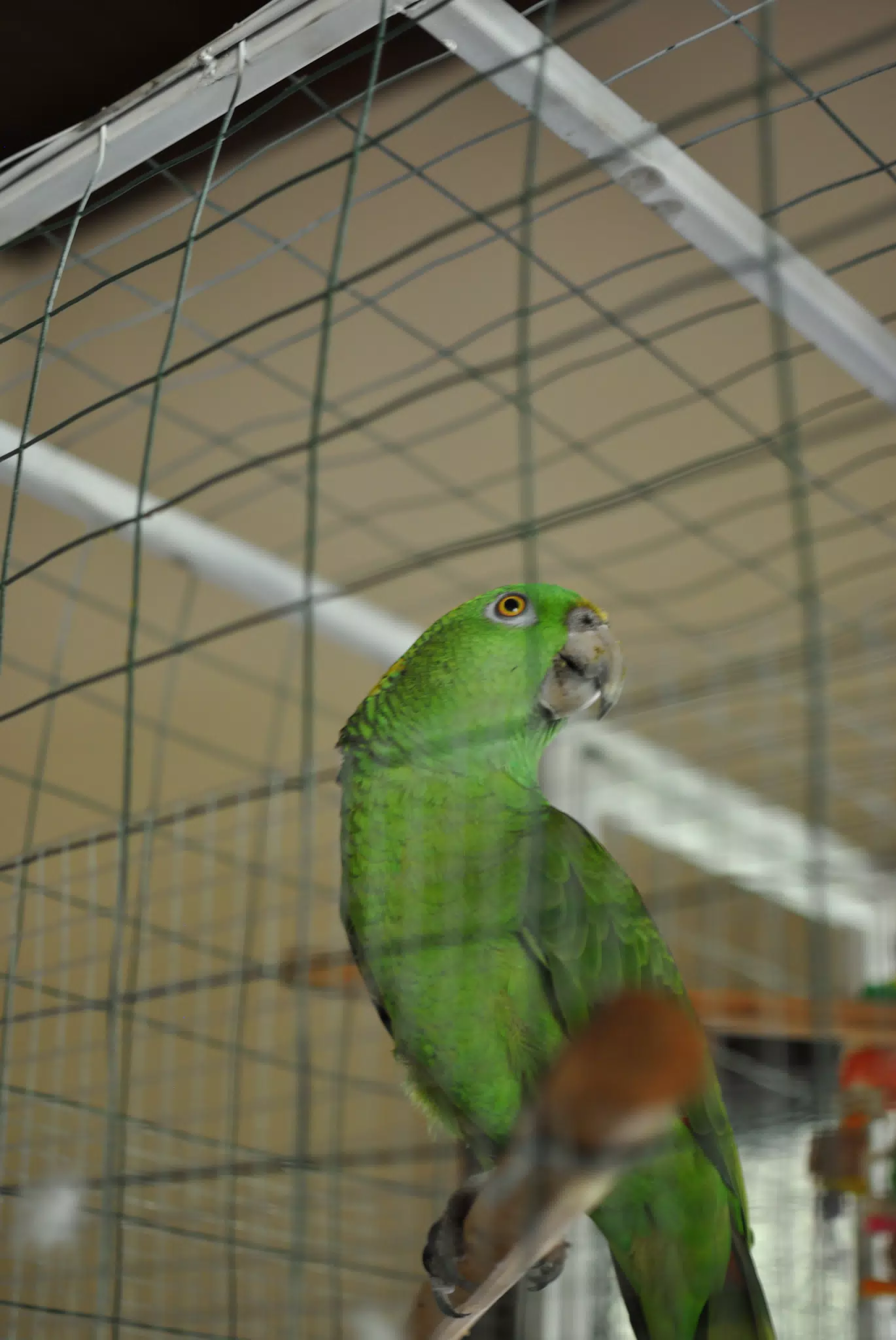 Burrito Gordo the Loro, Nicaraguan Green Conure