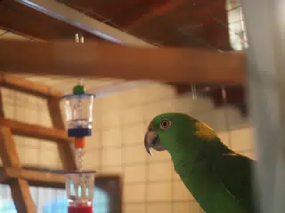 Burrito Gordo the Nicaraguan Green Conure | Pacific Parakeet