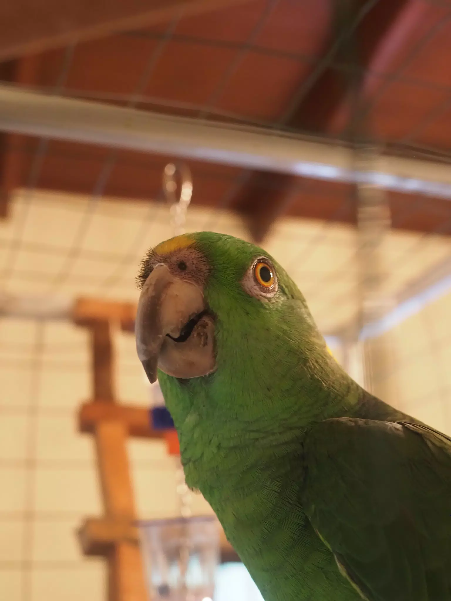 Burrito Gordo the Nicaraguan Green Conure | Pacific Parakeet