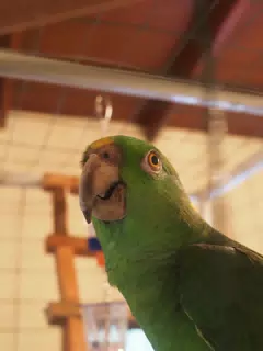 Burrito Gordo the Nicaraguan Green Conure | Pacific Parakeet