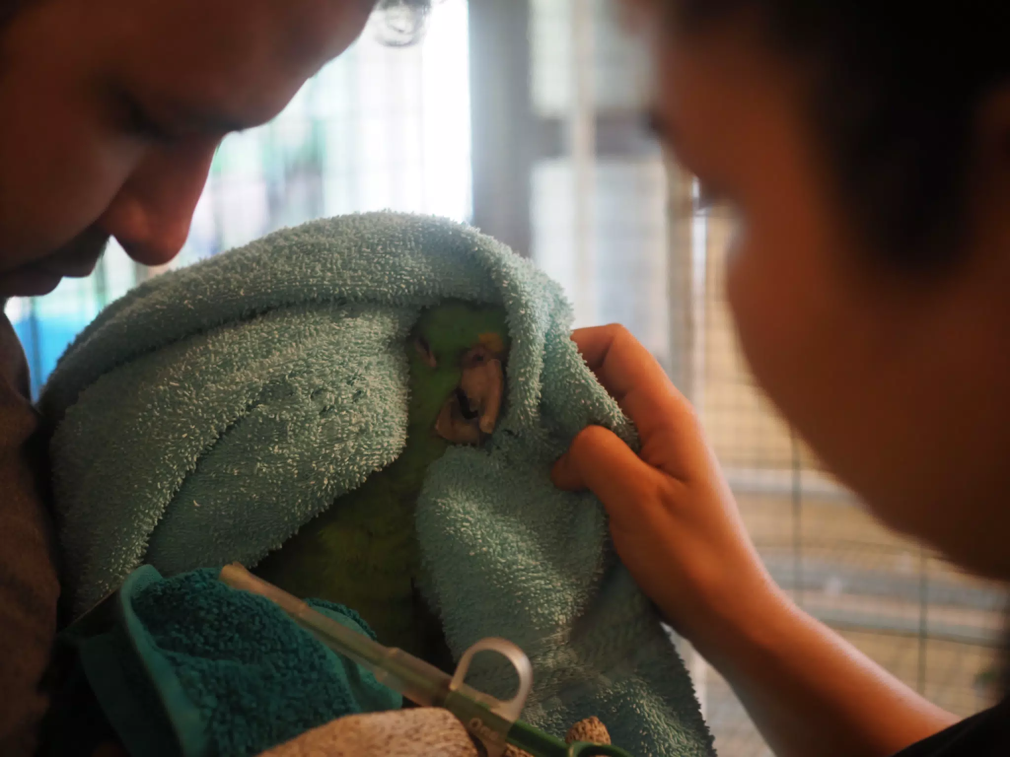 Burrito Gordo the Nicaraguan Green Conure | Pacific Parakeet