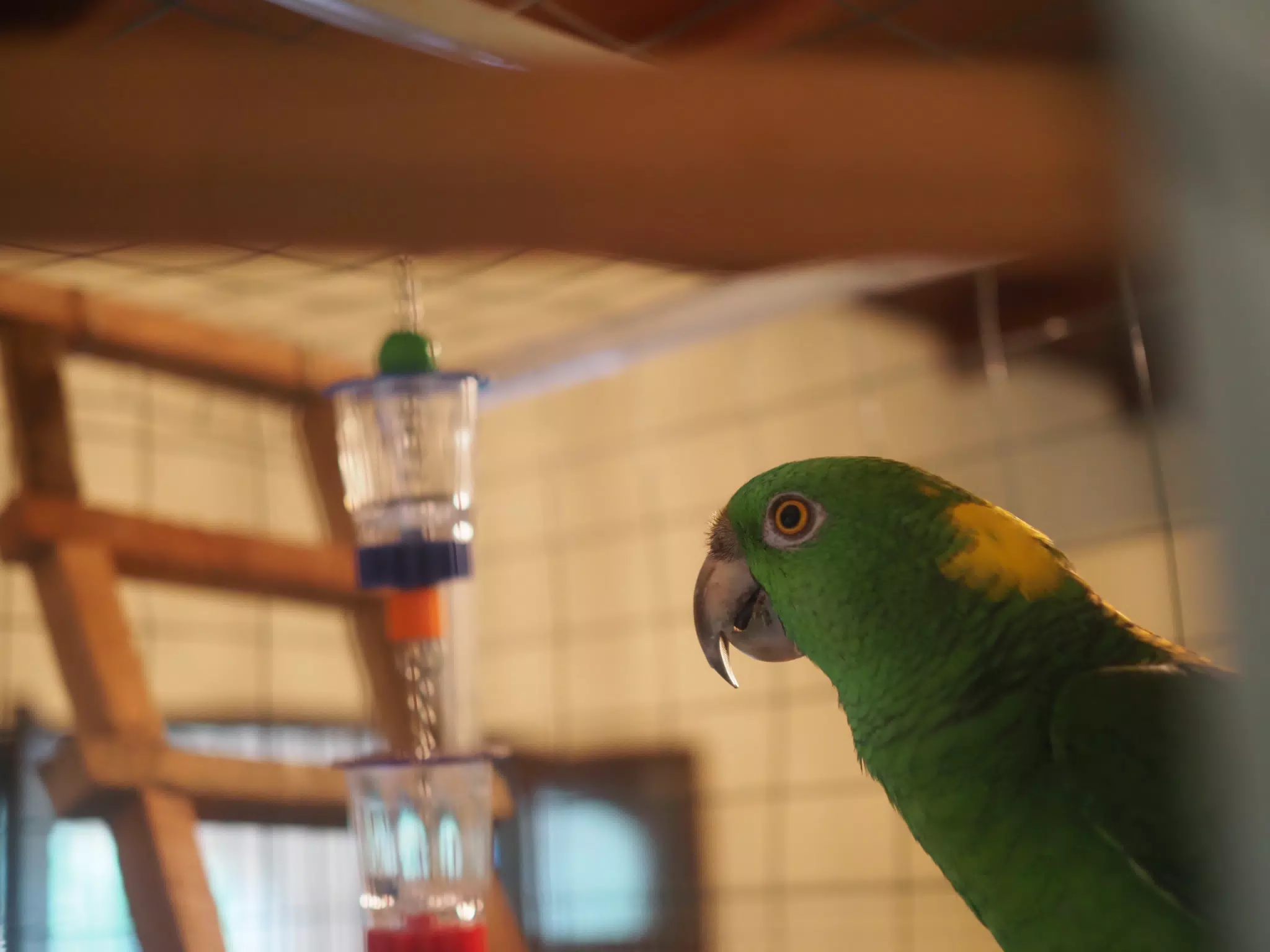 Burrito Gordo the Nicaraguan Green Conure | Pacific Parakeet