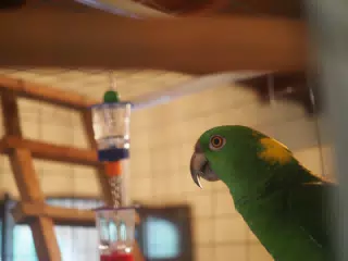 Burrito Gordo the Nicaraguan Green Conure | Pacific Parakeet