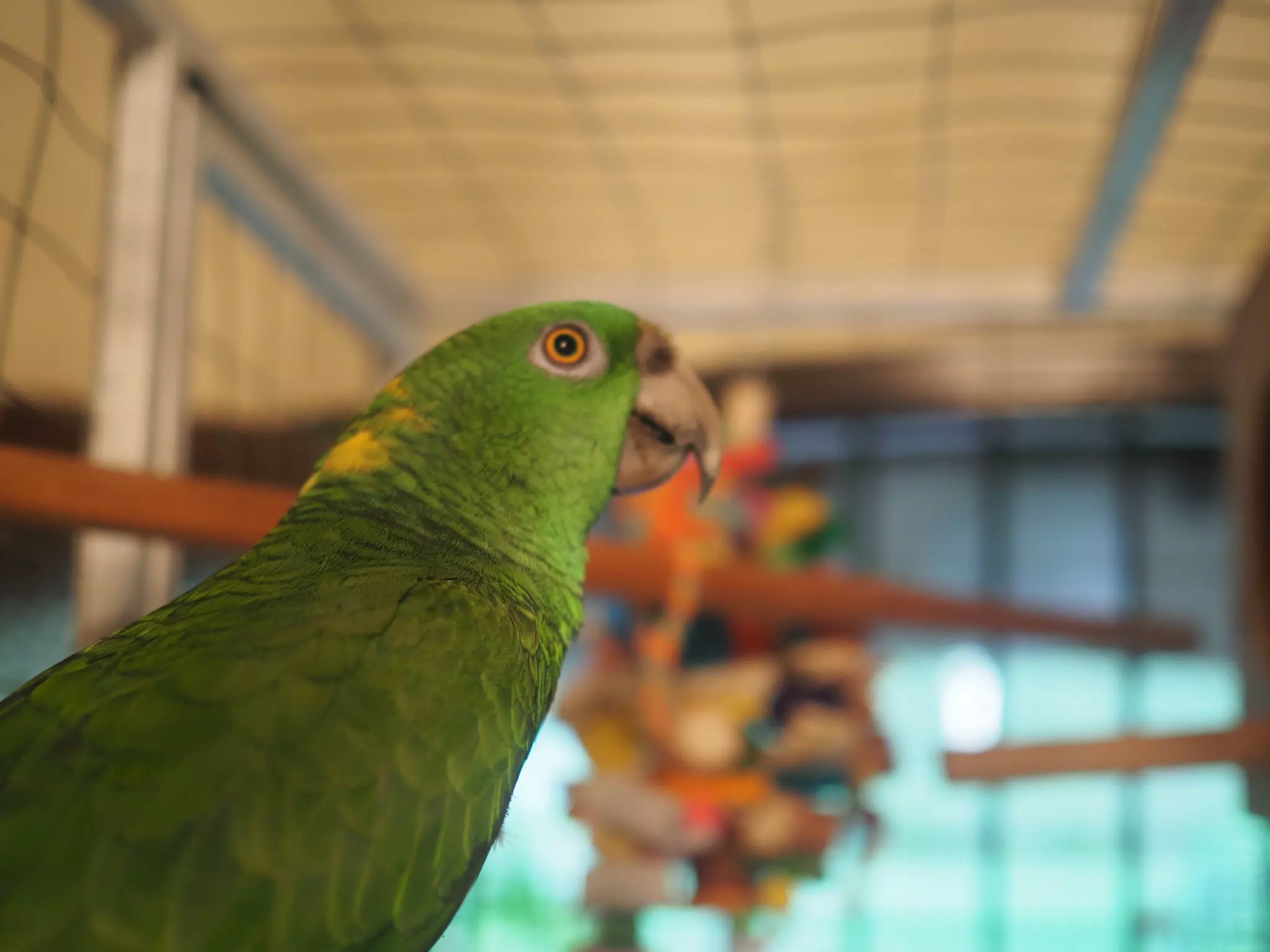 Burrito Gordo the Nicaraguan Green Conure | Pacific Parakeet