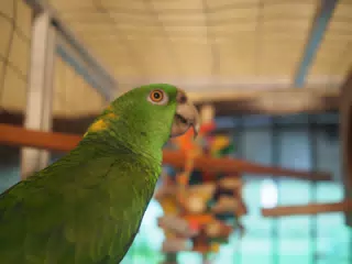 Burrito Gordo the Nicaraguan Green Conure | Pacific Parakeet