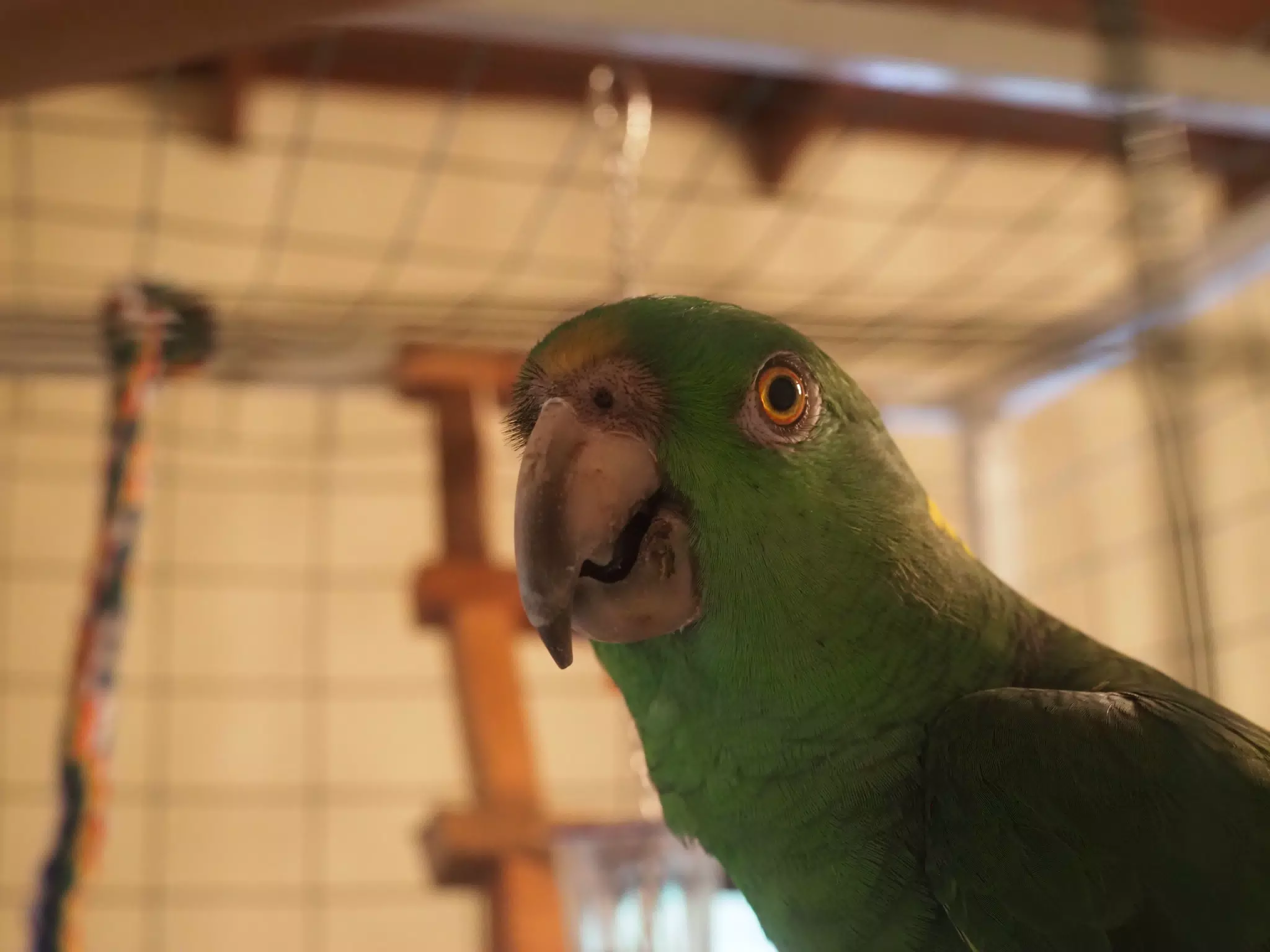Burrito Gordo the Nicaraguan Green Conure | Pacific Parakeet