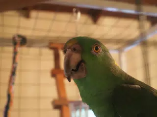 Burrito Gordo the Nicaraguan Green Conure | Pacific Parakeet