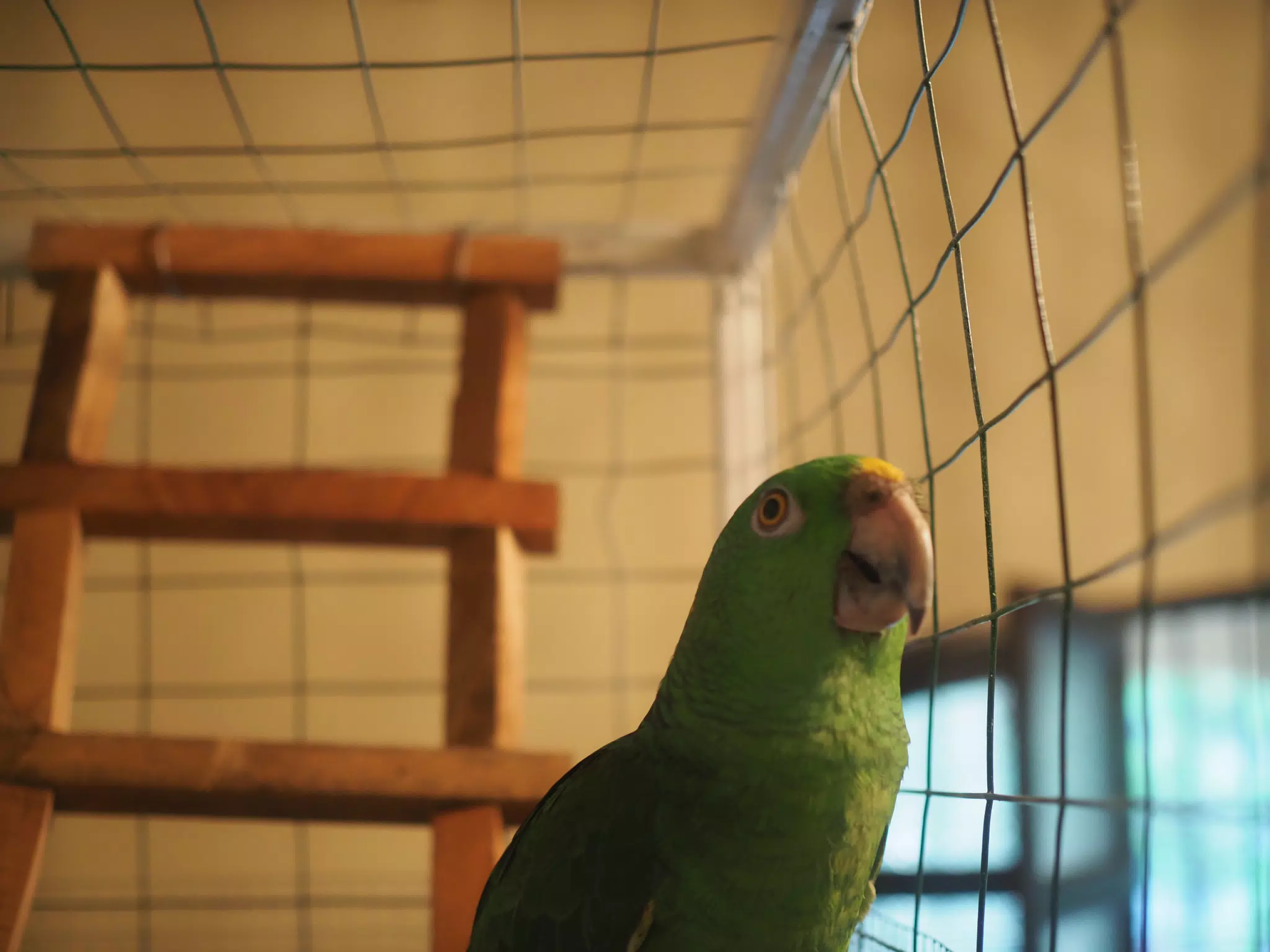 Burrito Gordo the Nicaraguan Green Conure | Pacific Parakeet