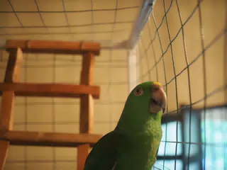 Burrito Gordo the Nicaraguan Green Conure | Pacific Parakeet