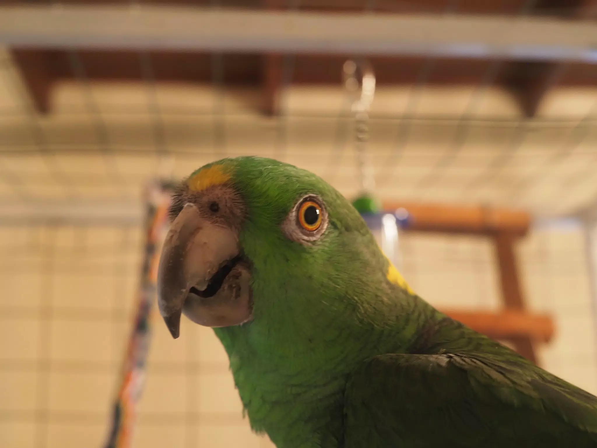 Burrito Gordo the Nicaraguan Green Conure | Pacific Parakeet