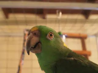 Burrito Gordo the Nicaraguan Green Conure | Pacific Parakeet