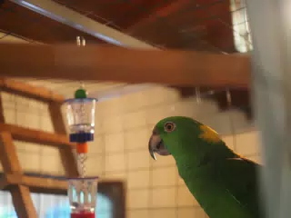 Burrito Gordo the Nicaraguan Green Conure | Pacific Parakeet