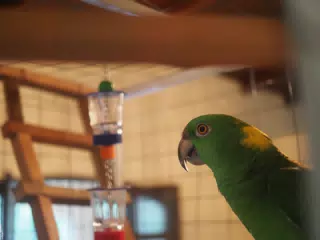 Burrito Gordo the Nicaraguan Green Conure | Pacific Parakeet