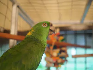 Burrito Gordo the Nicaraguan Green Conure | Pacific Parakeet