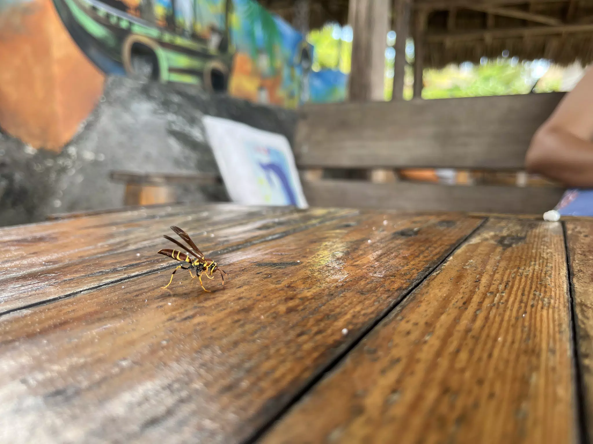 Wasp on the beach