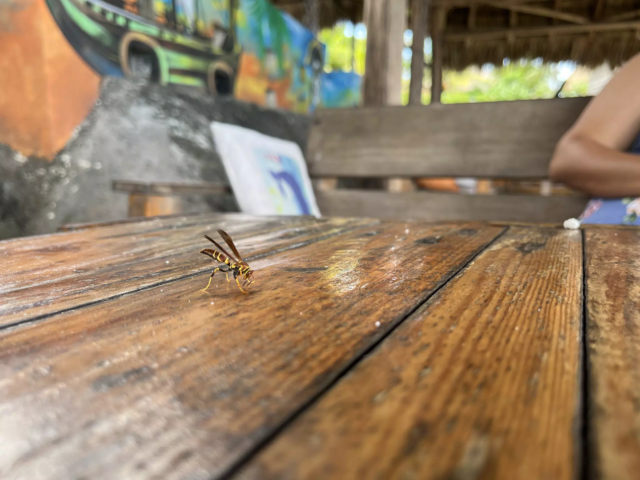 Wasp on the beach