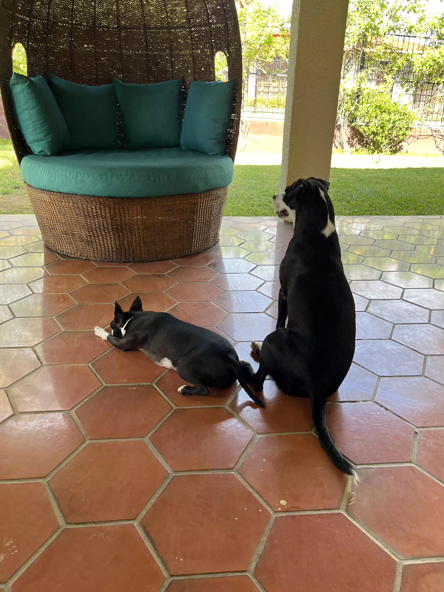 Clive & Mia on the Patio