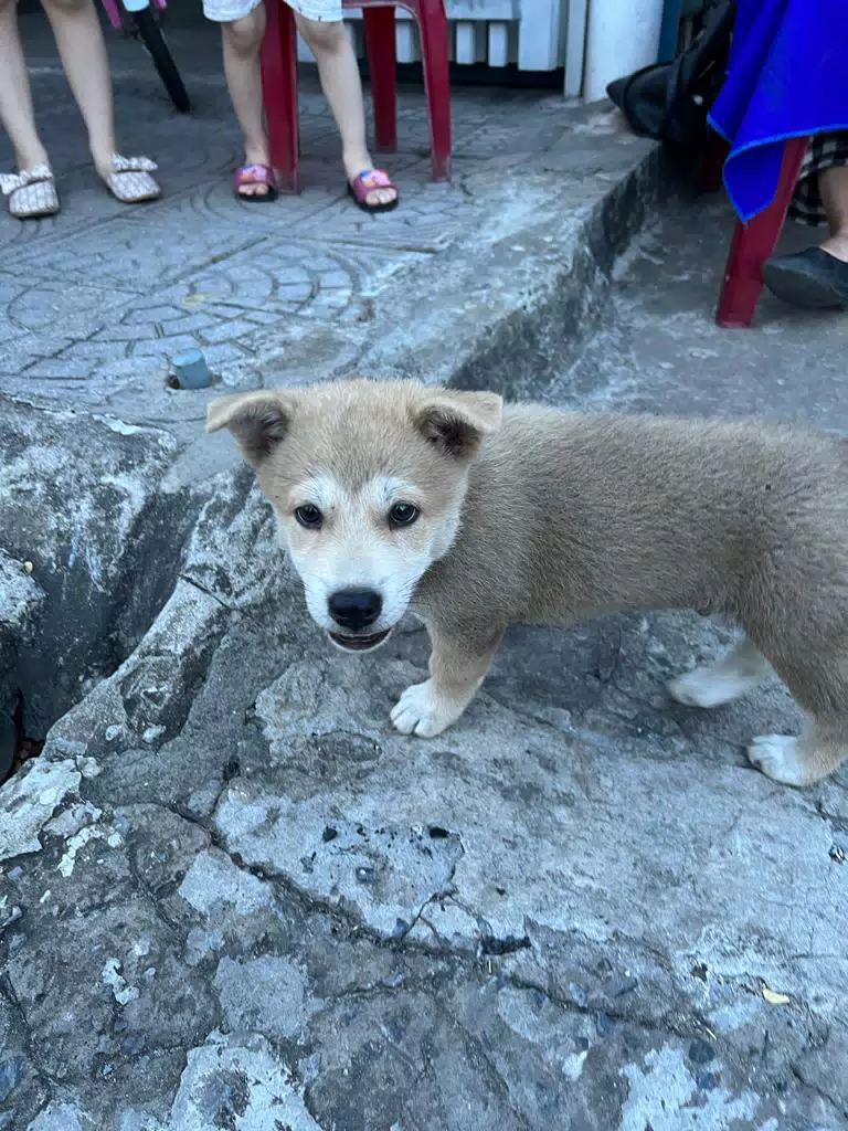 A dog in a bear suit?