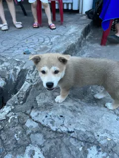 A dog in a bear suit?