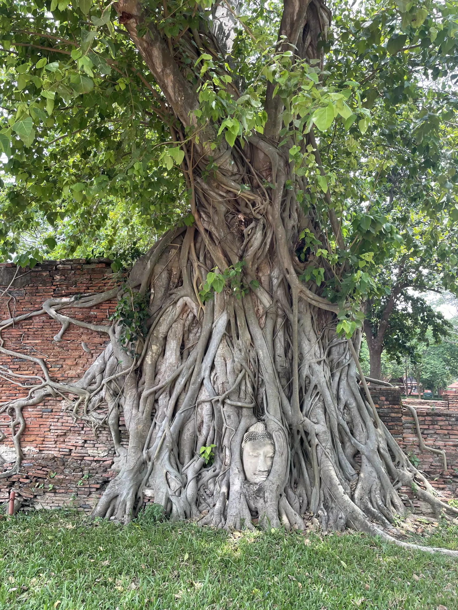 Face in Tree in Thailand