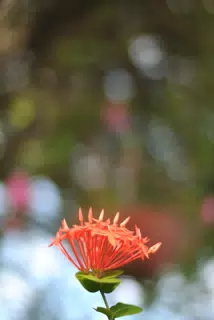 Pink Flowers with Extreme Bokeh in Sutiava Garden in Leon, Nicaragua
