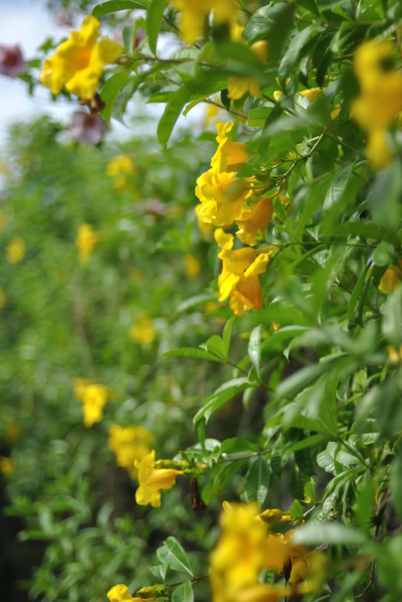 Hedge of Yellow Flowers in Nicaragua