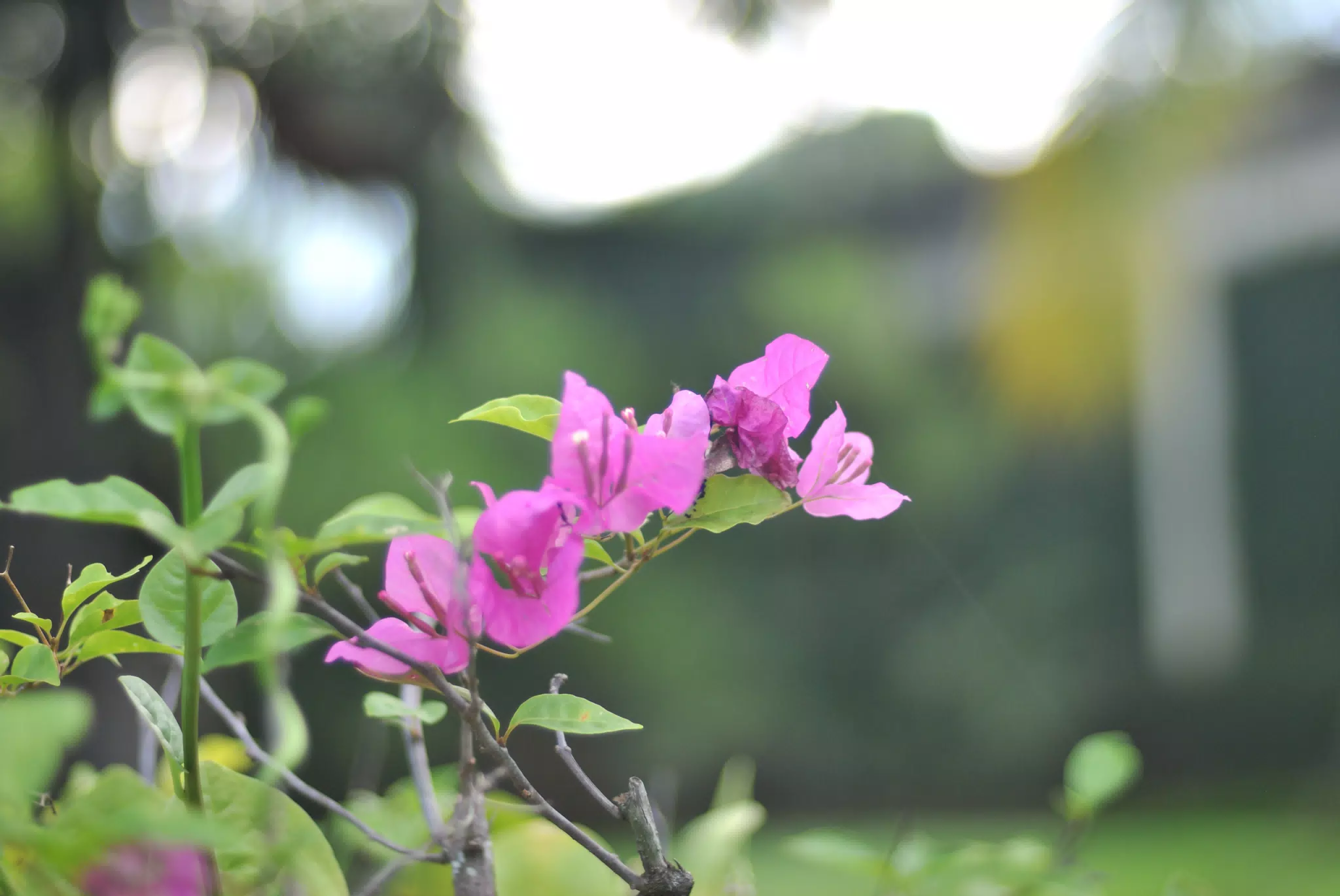 Closeup of Purple Flowers in Garden