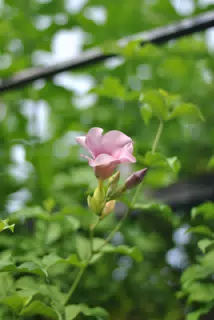 Pink Flower with Green Bokeh, Nicaragua