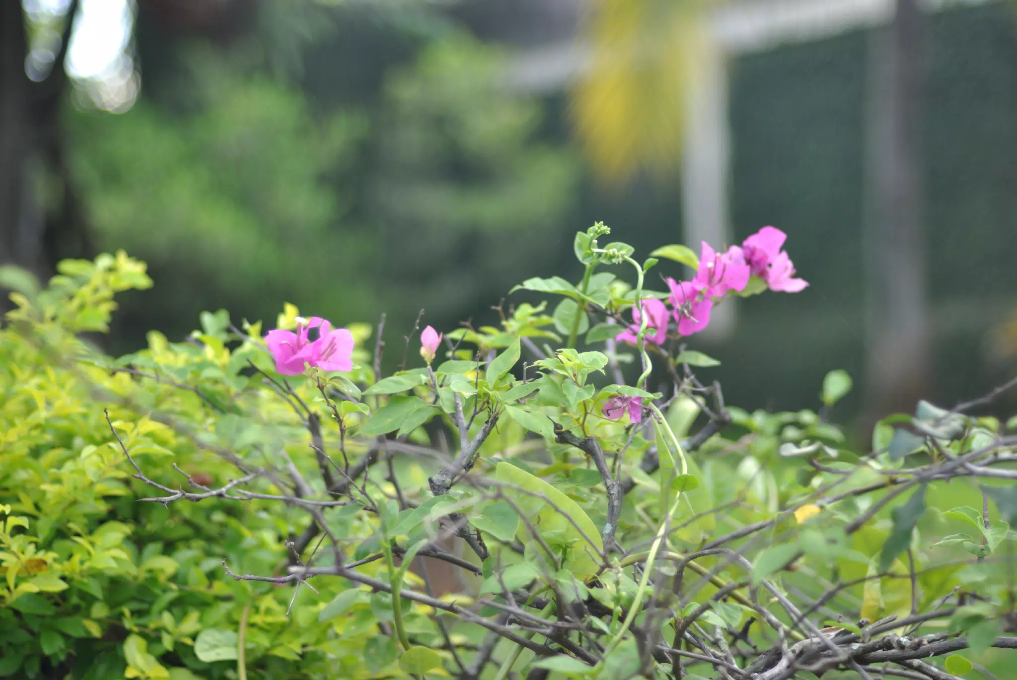 Purple Flowers in Sutiava Garden Leon Nicaragua