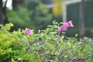 Purple Flowers in Sutiava Garden Leon Nicaragua