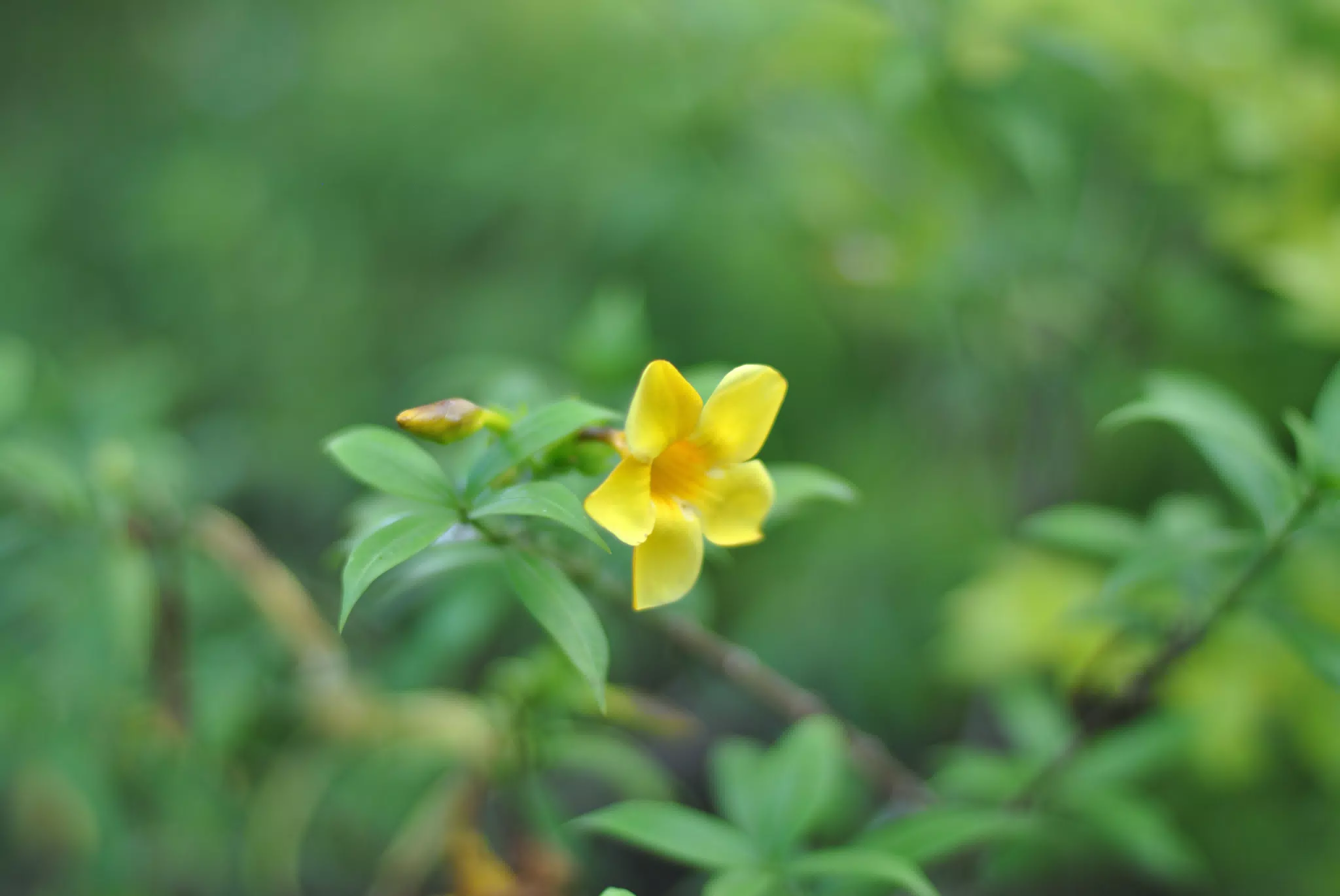 Yellow Flower Isolated in Boken in the Garden in Sutiava, Leon, Nicaragua