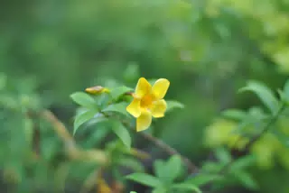 Yellow Flower Isolated in Boken in the Garden in Sutiava, Leon, Nicaragua