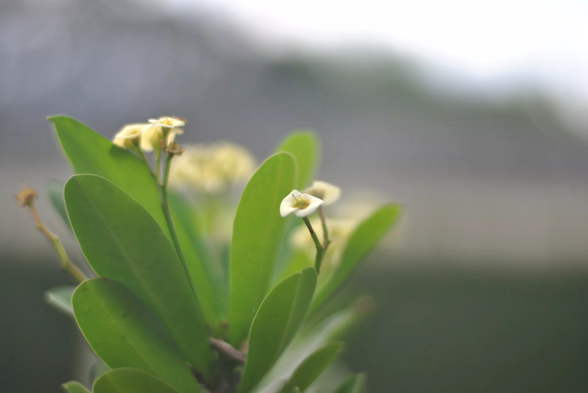 Tiny Flowers in the Garden